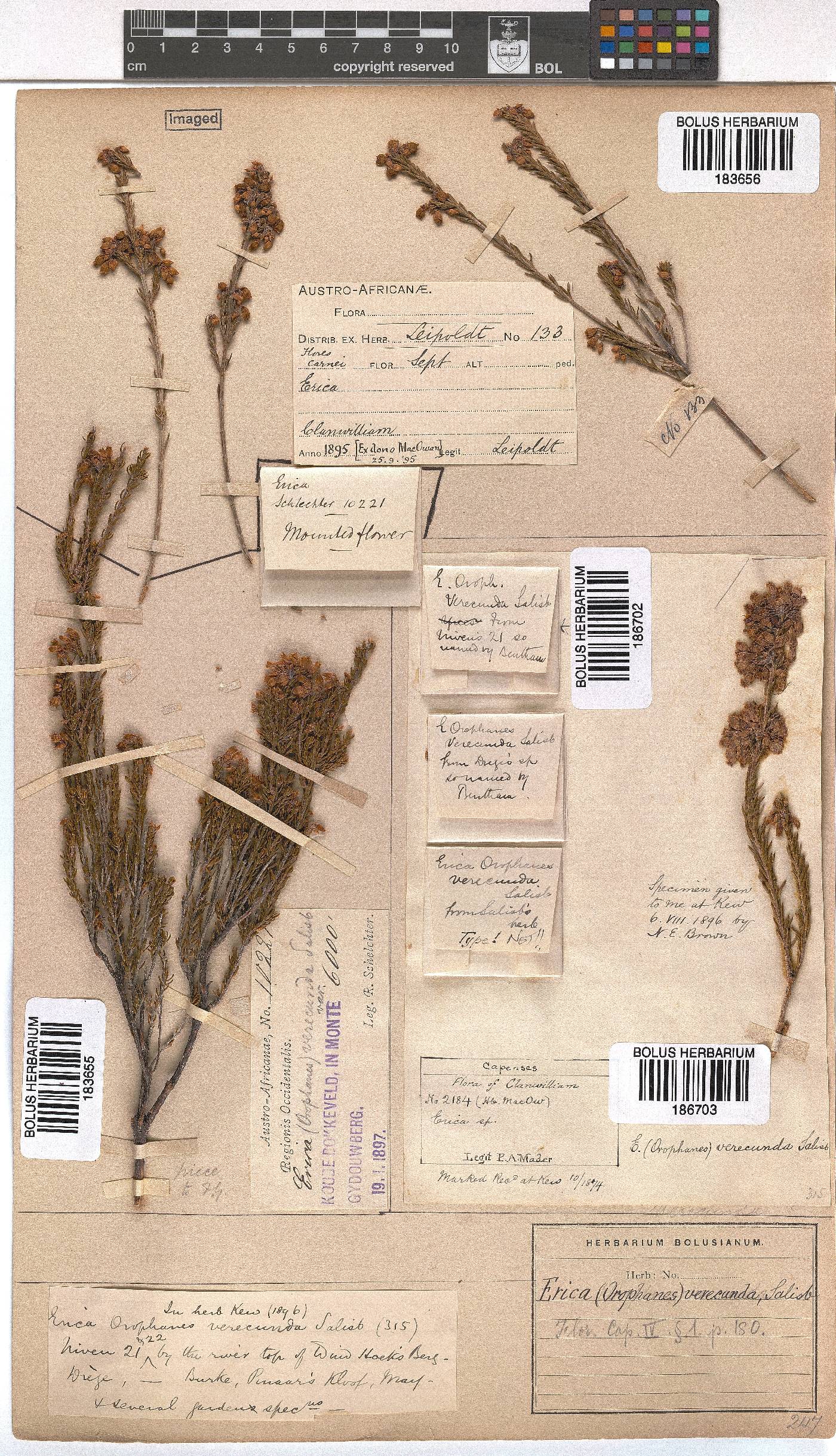 Erica verecunda image