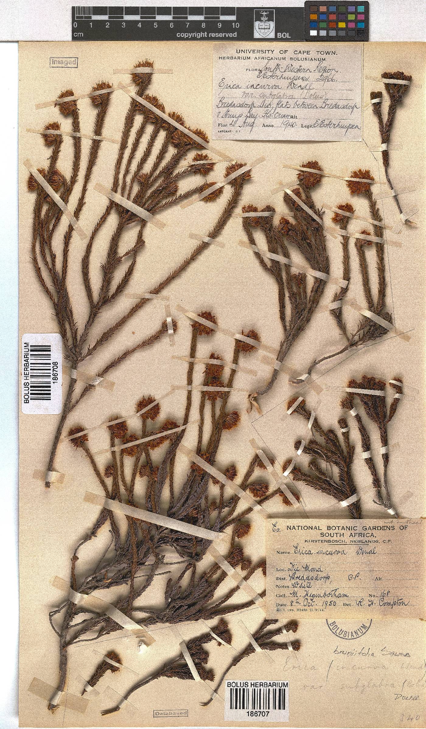 Erica bruniifolia var. subglabra image