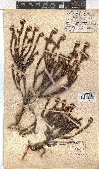 Erica bruniifolia image