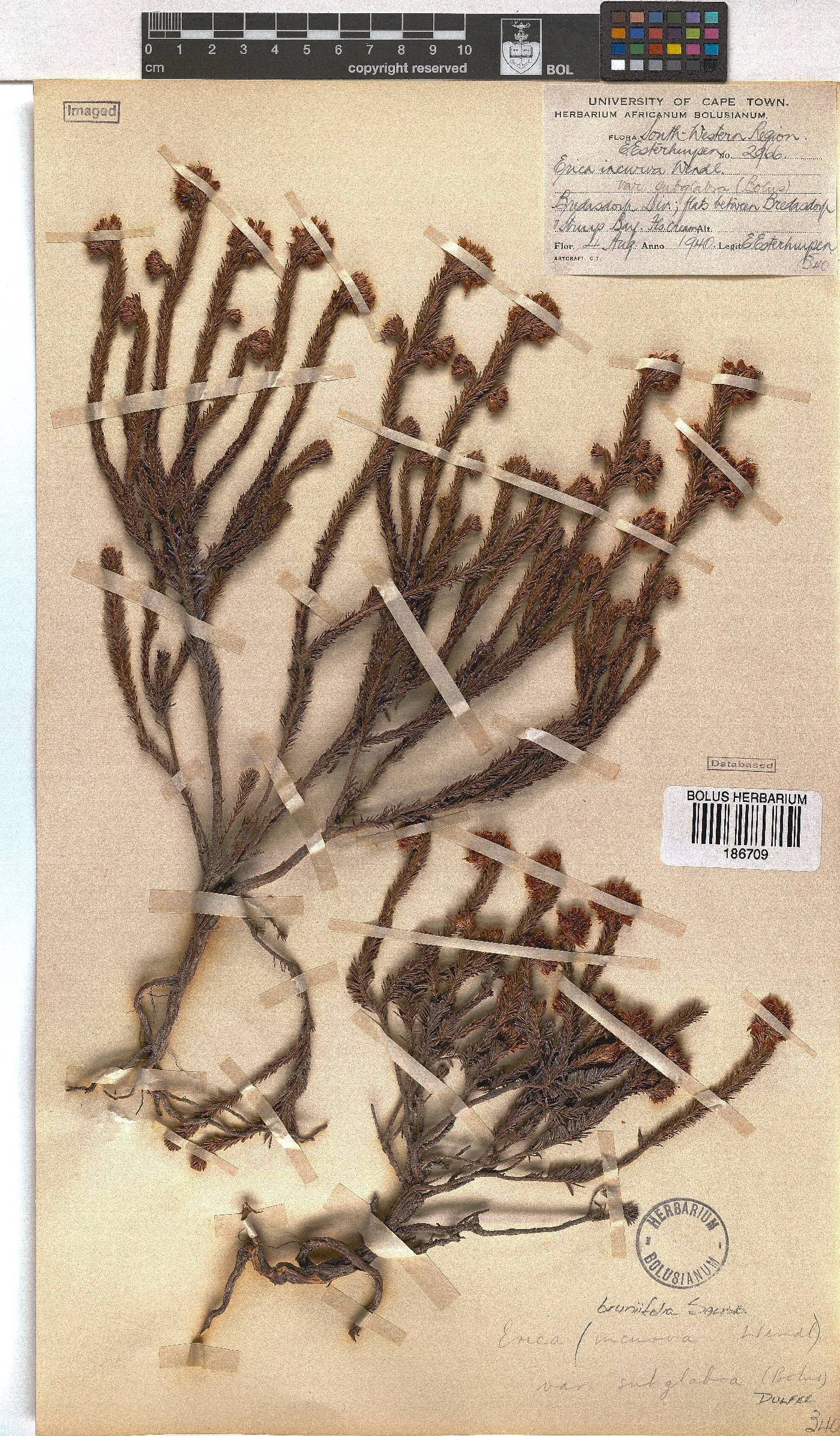 Erica bruniifolia var. subglabra image