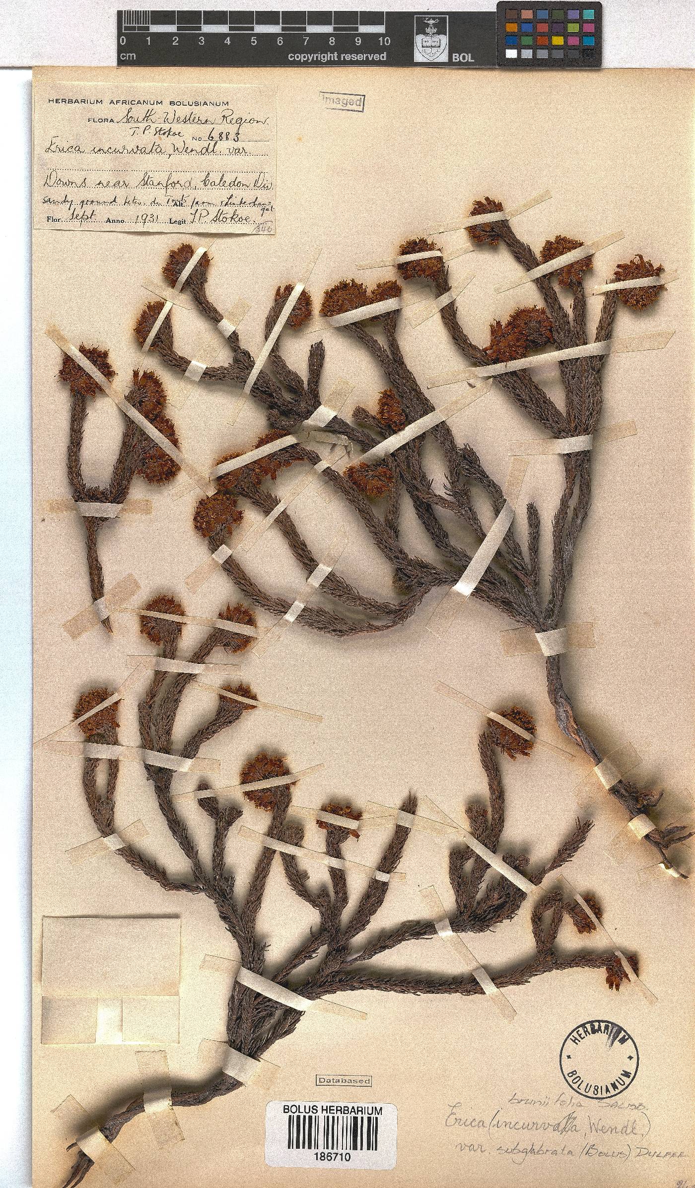 Erica bruniifolia image