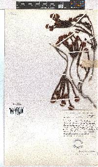 Erica bruniifolia image