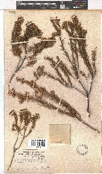 Erica subulata image