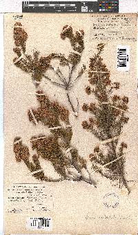 Erica subulata image