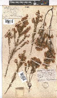 Erica subulata image