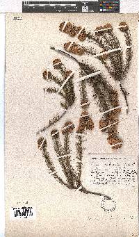 Erica subulata image