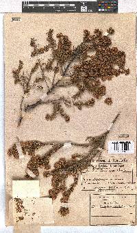 Erica subulata image