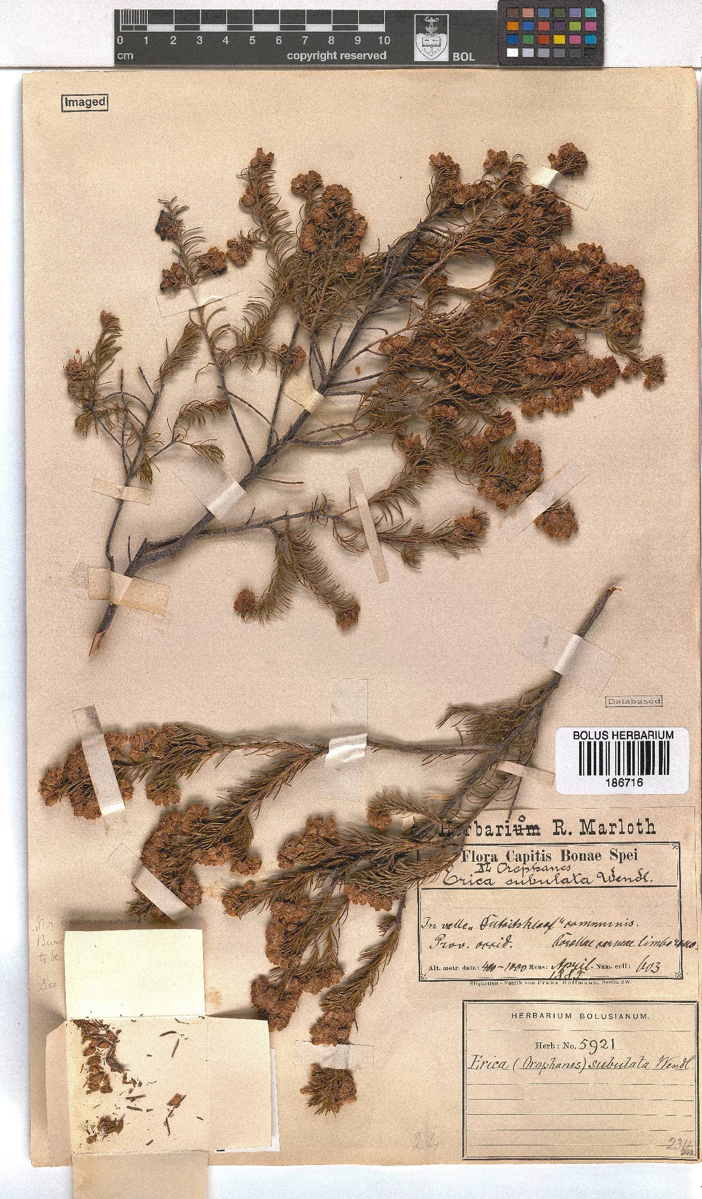 Erica subulata image