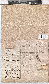 Erica stylaris image