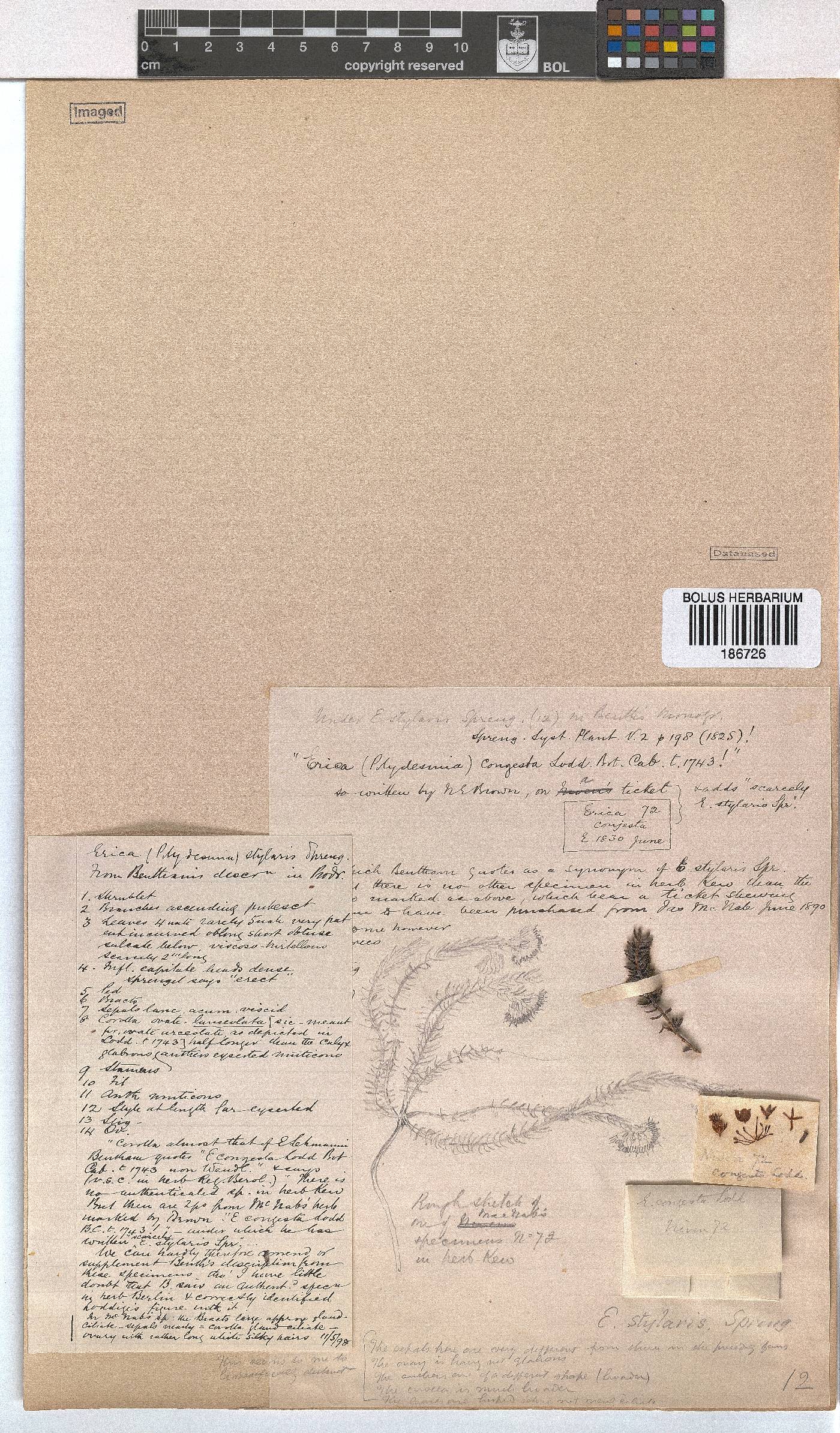 Erica stylaris image