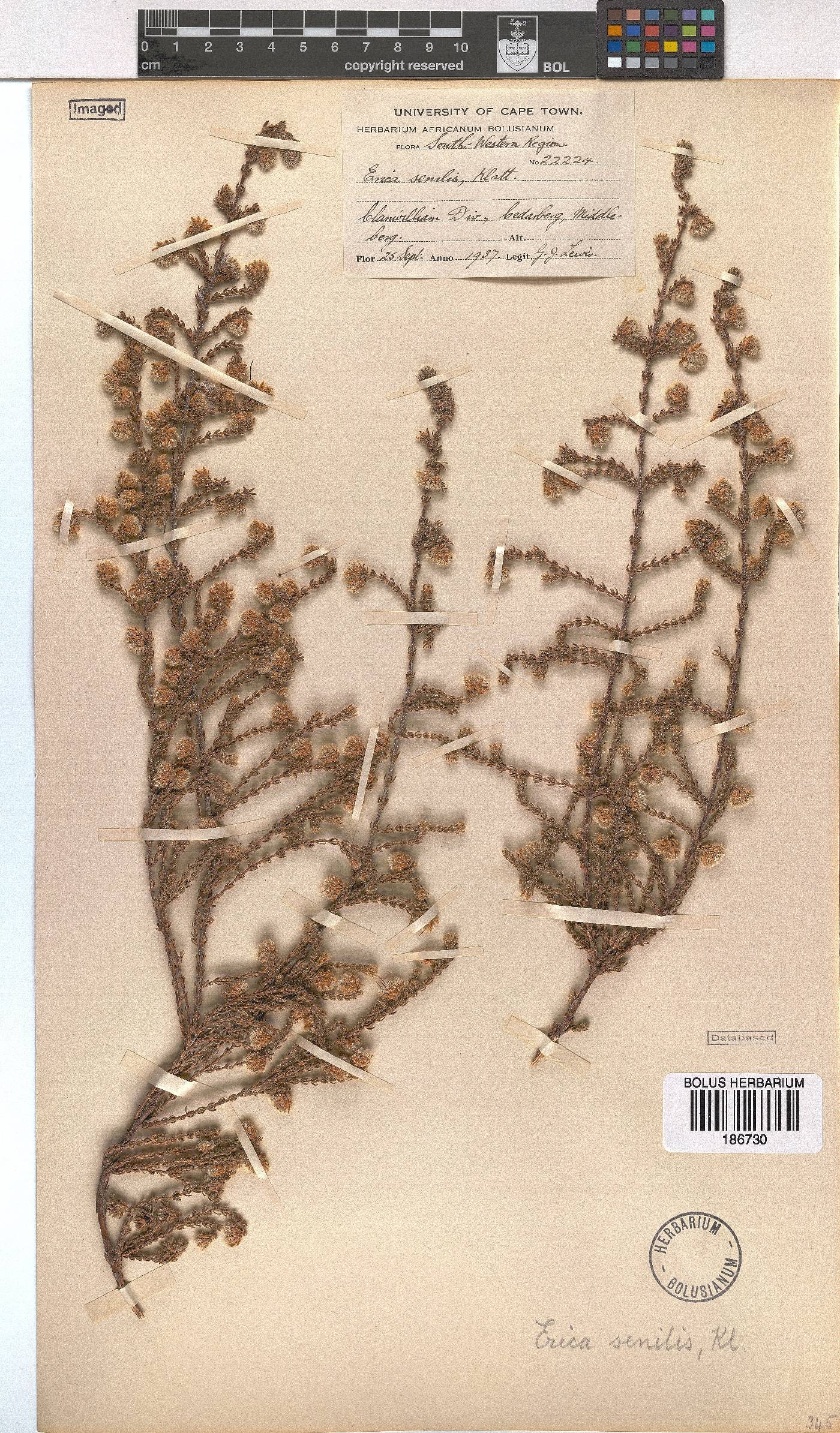 Erica senilis image