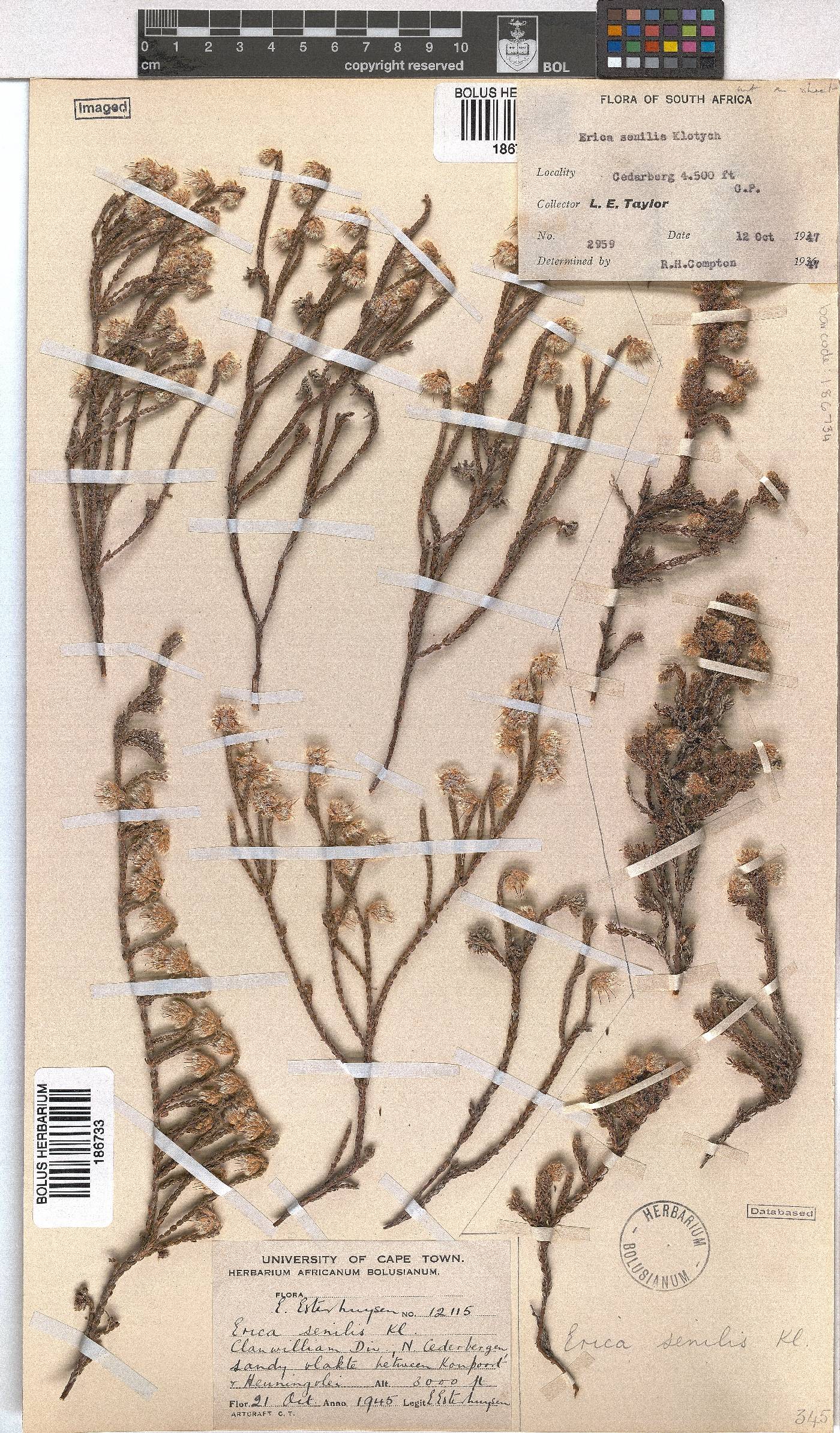 Erica senilis image