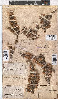 Erica involucrata image