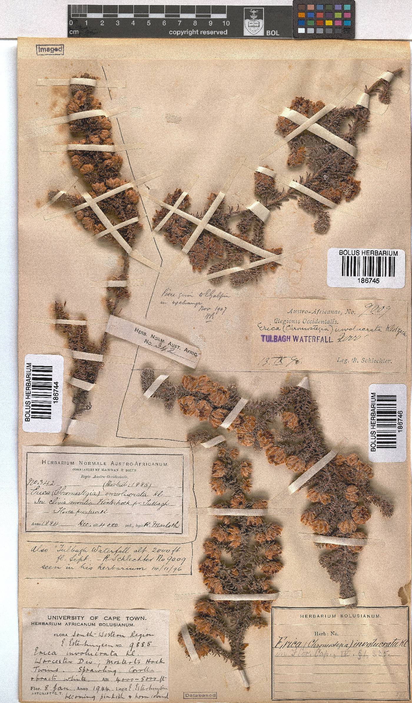 Erica involucrata image