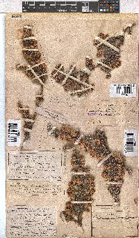 Erica involucrata image