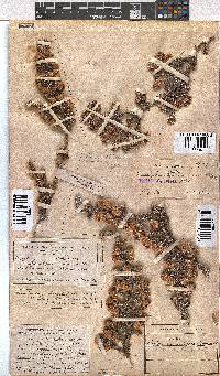 Erica involucrata image