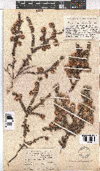 Erica involucrata image