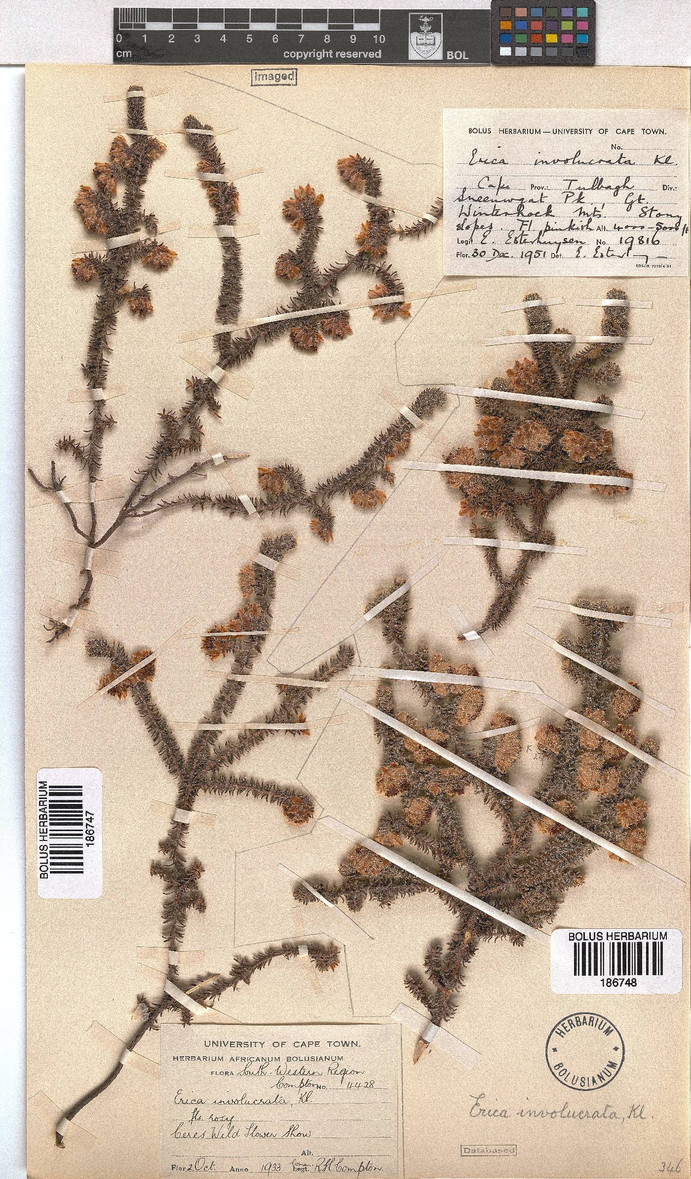 Erica involucrata image
