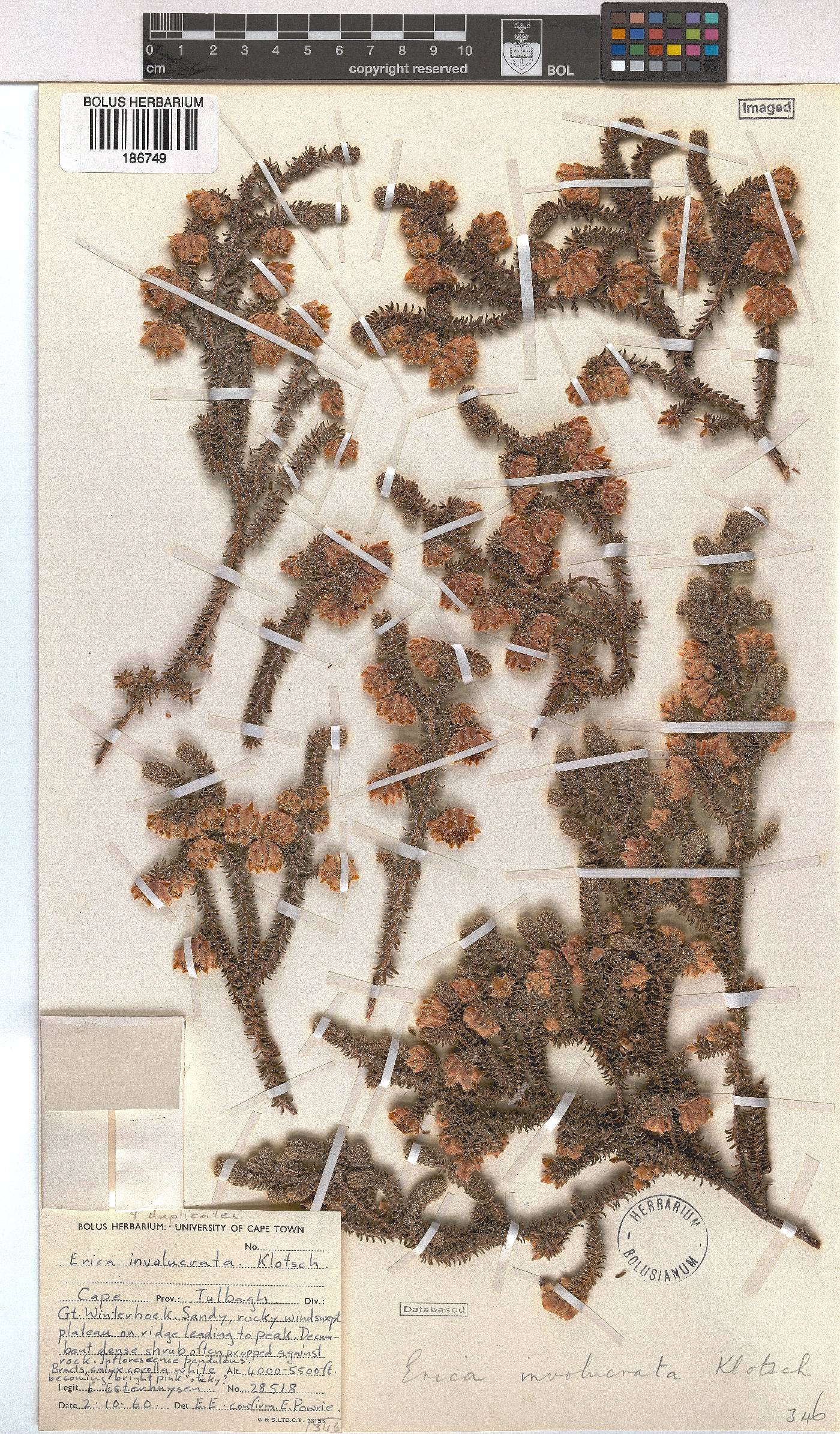 Erica involucrata image