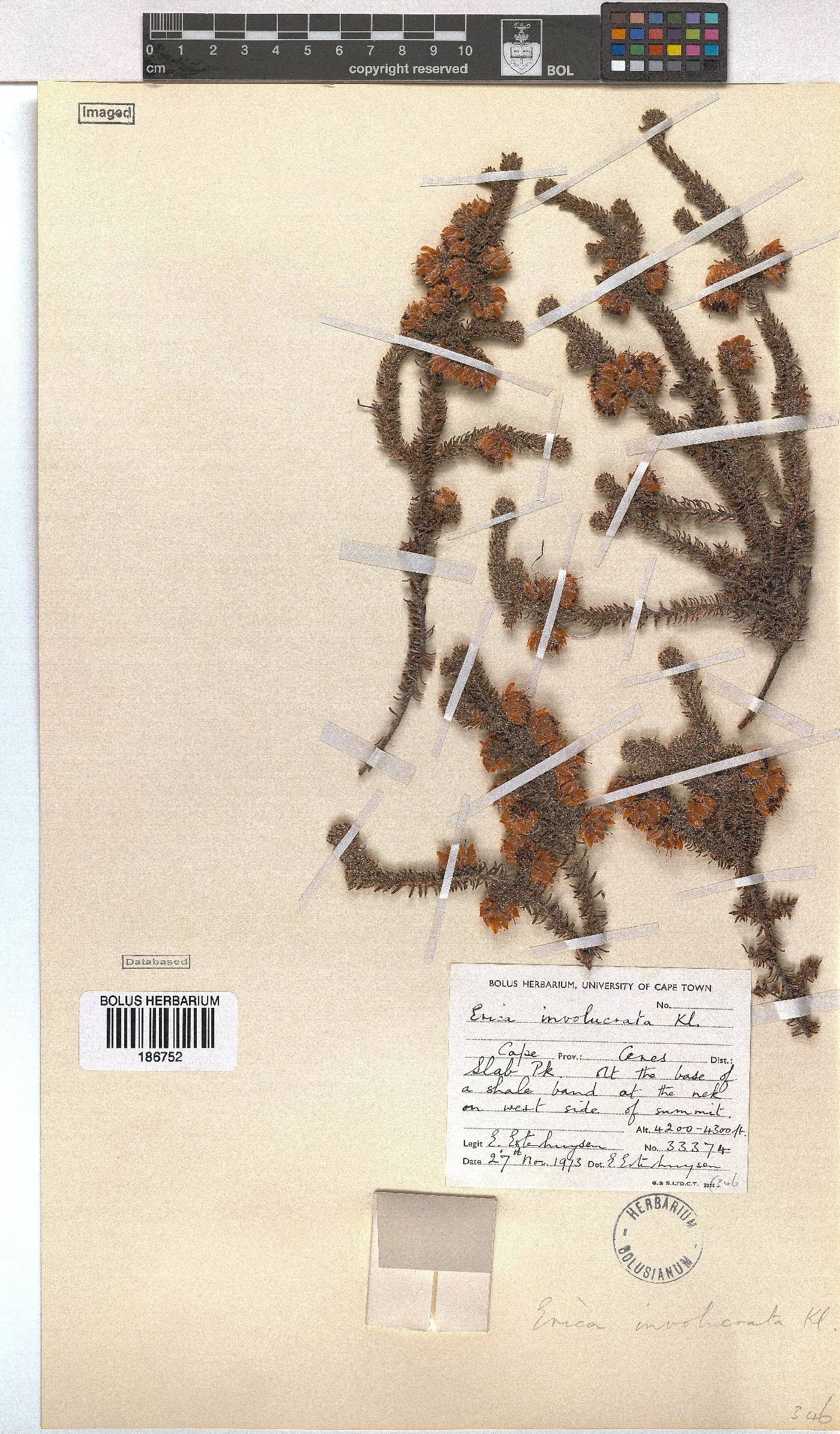 Erica involucrata image