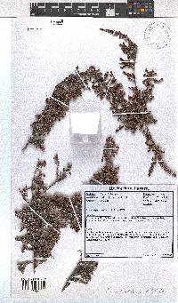 Erica tegetiformis image