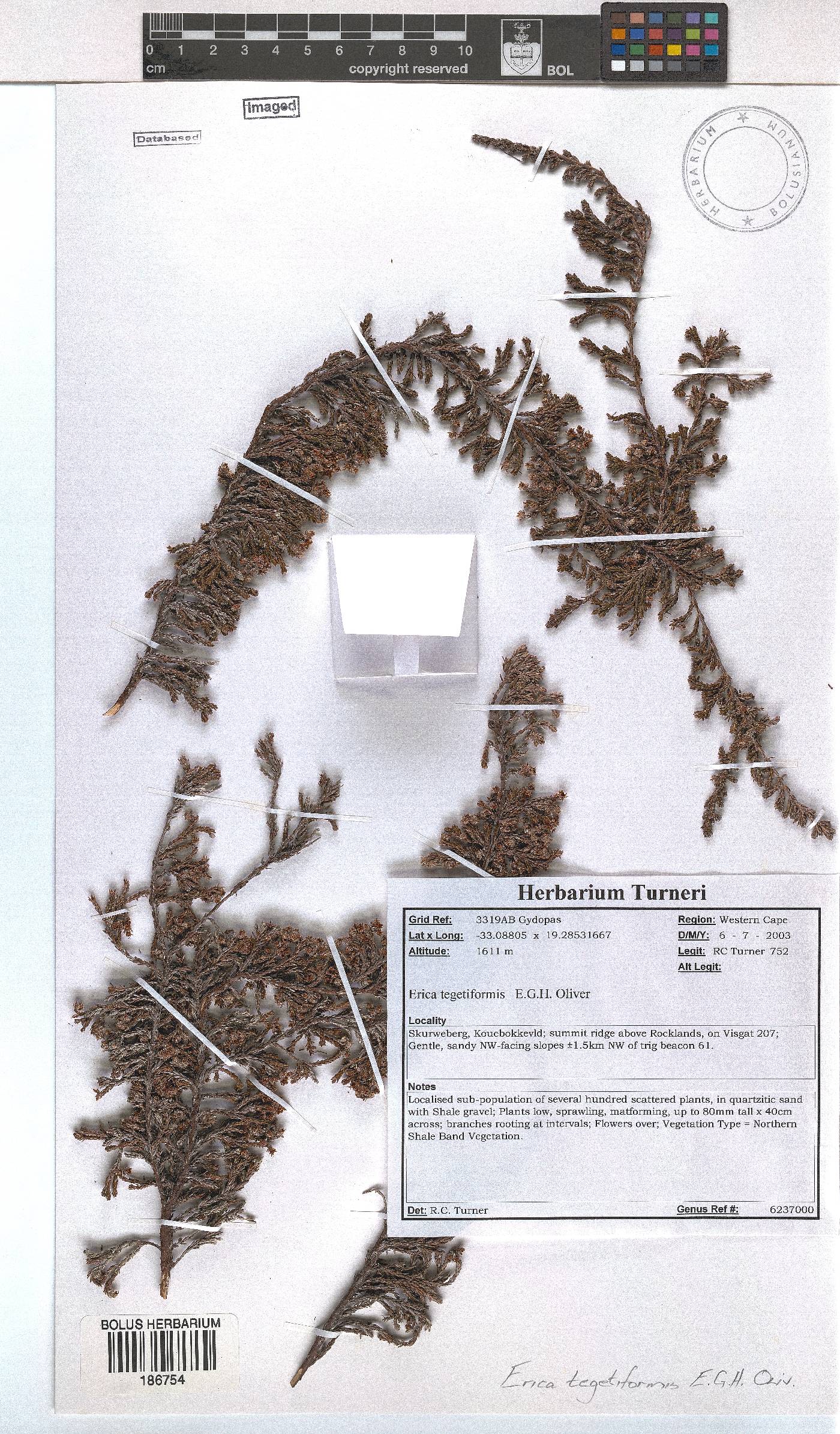 Erica tegetiformis image