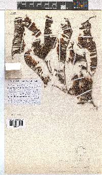 Erica tegetiformis image