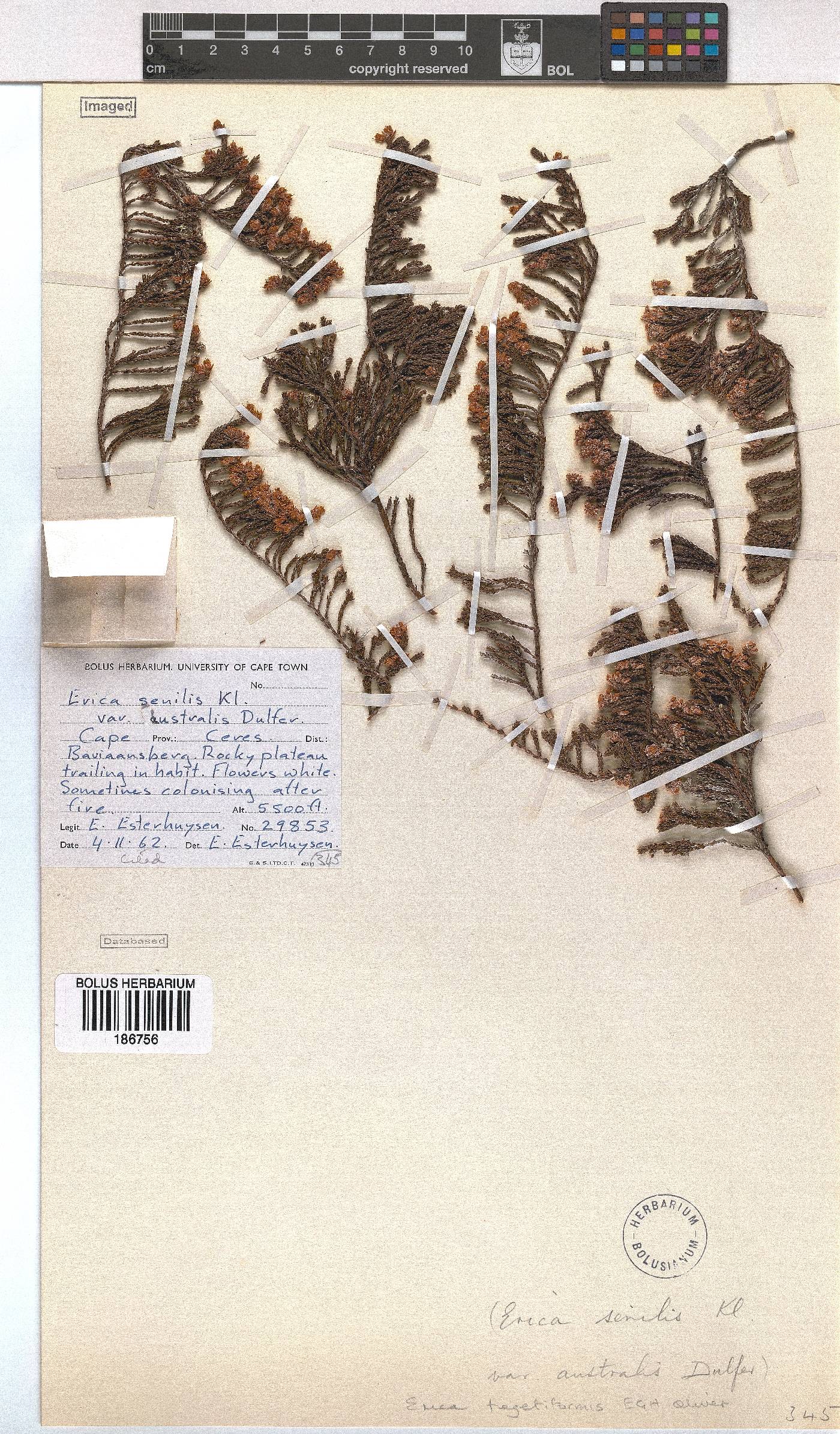 Erica tegetiformis image