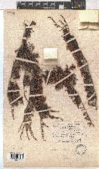 Erica tegetiformis image