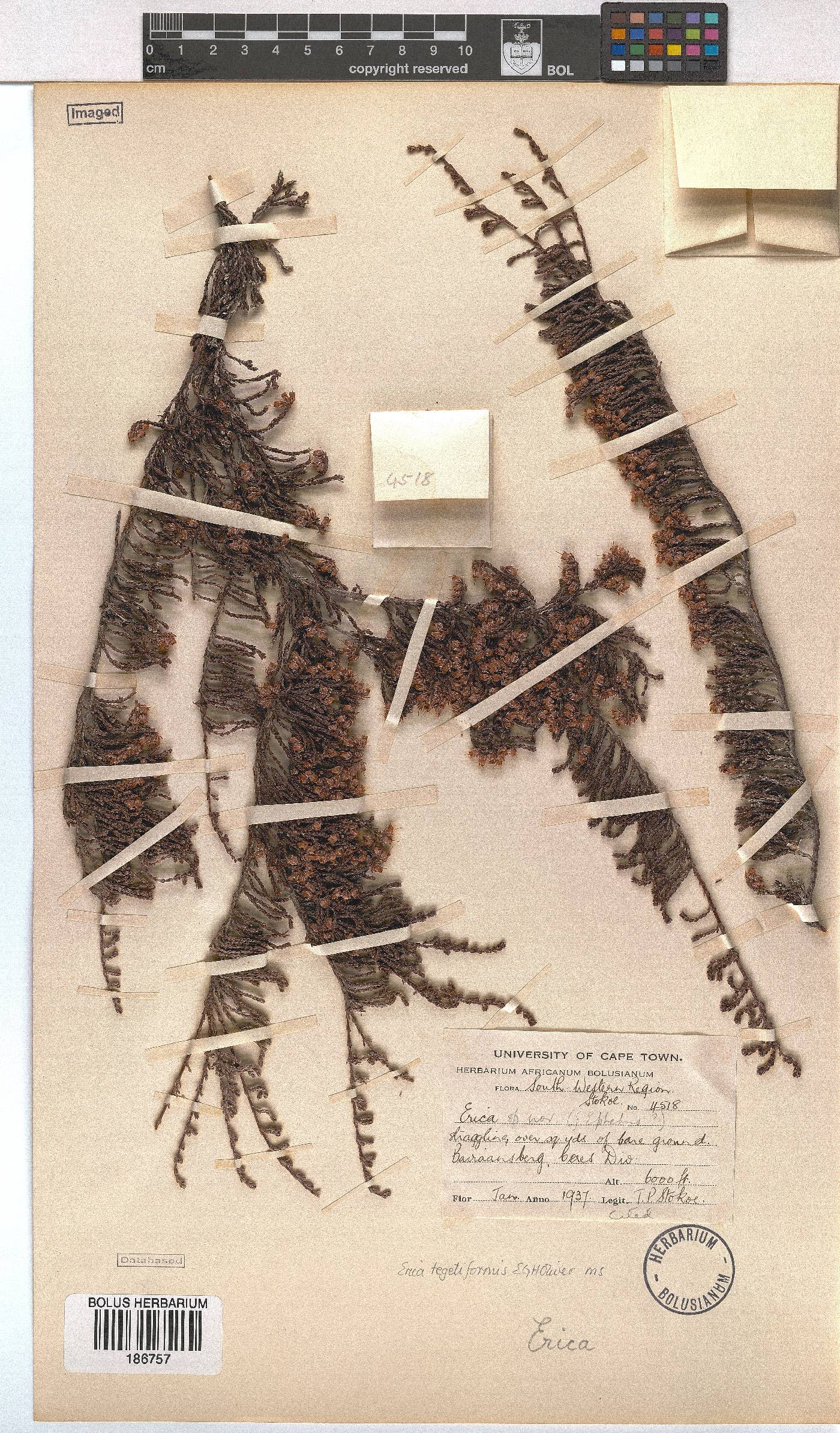 Erica tegetiformis image