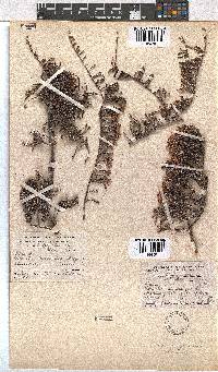 Erica tegetiformis image