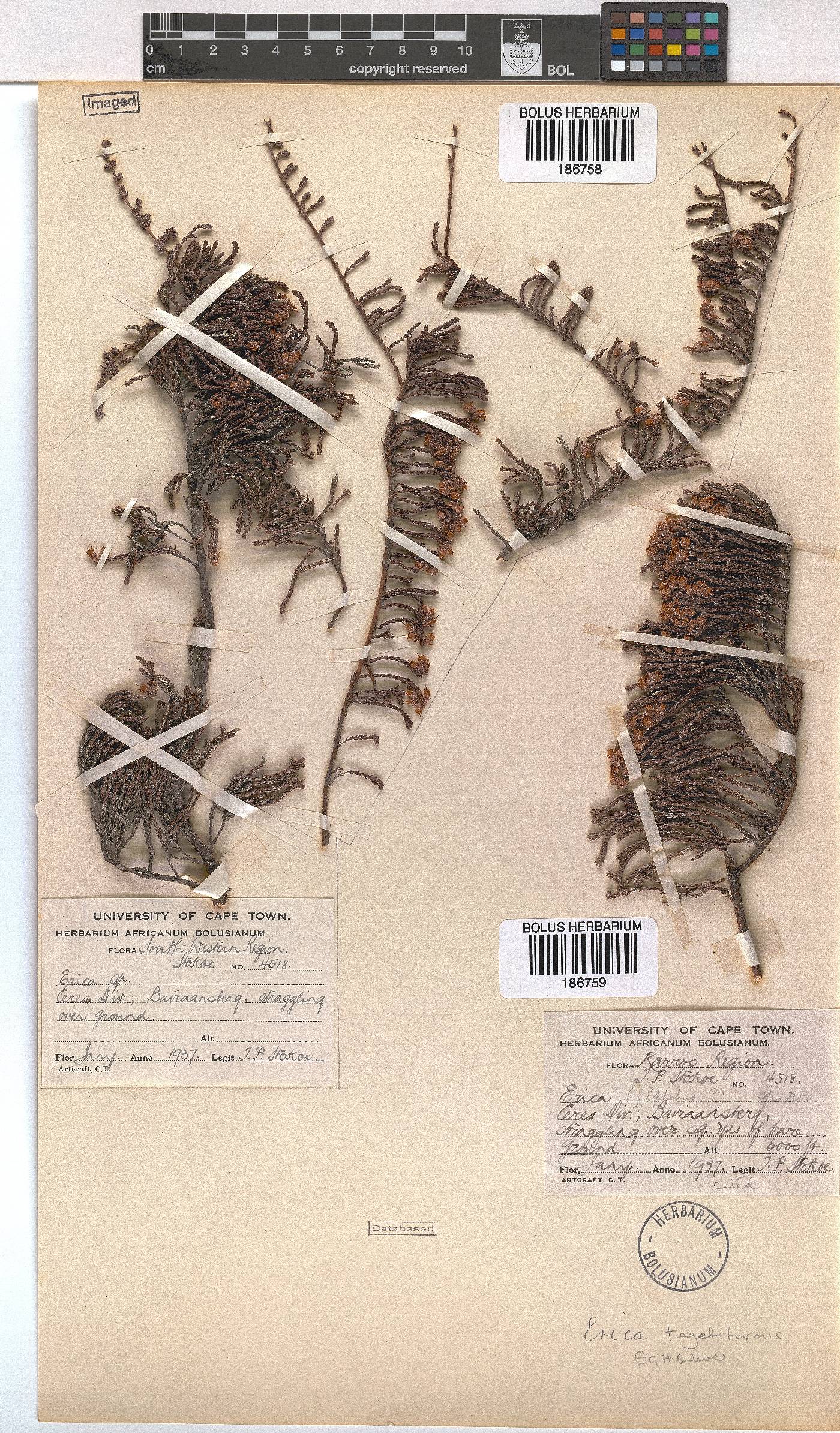 Erica tegetiformis image