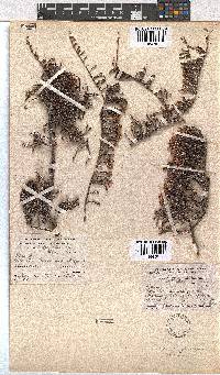 Erica tegetiformis image