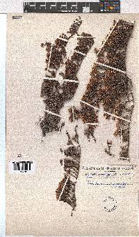 Erica tegetiformis image