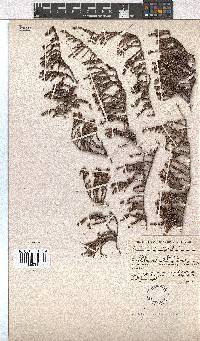 Erica tegetiformis image