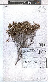 Image of Erica genistifolia