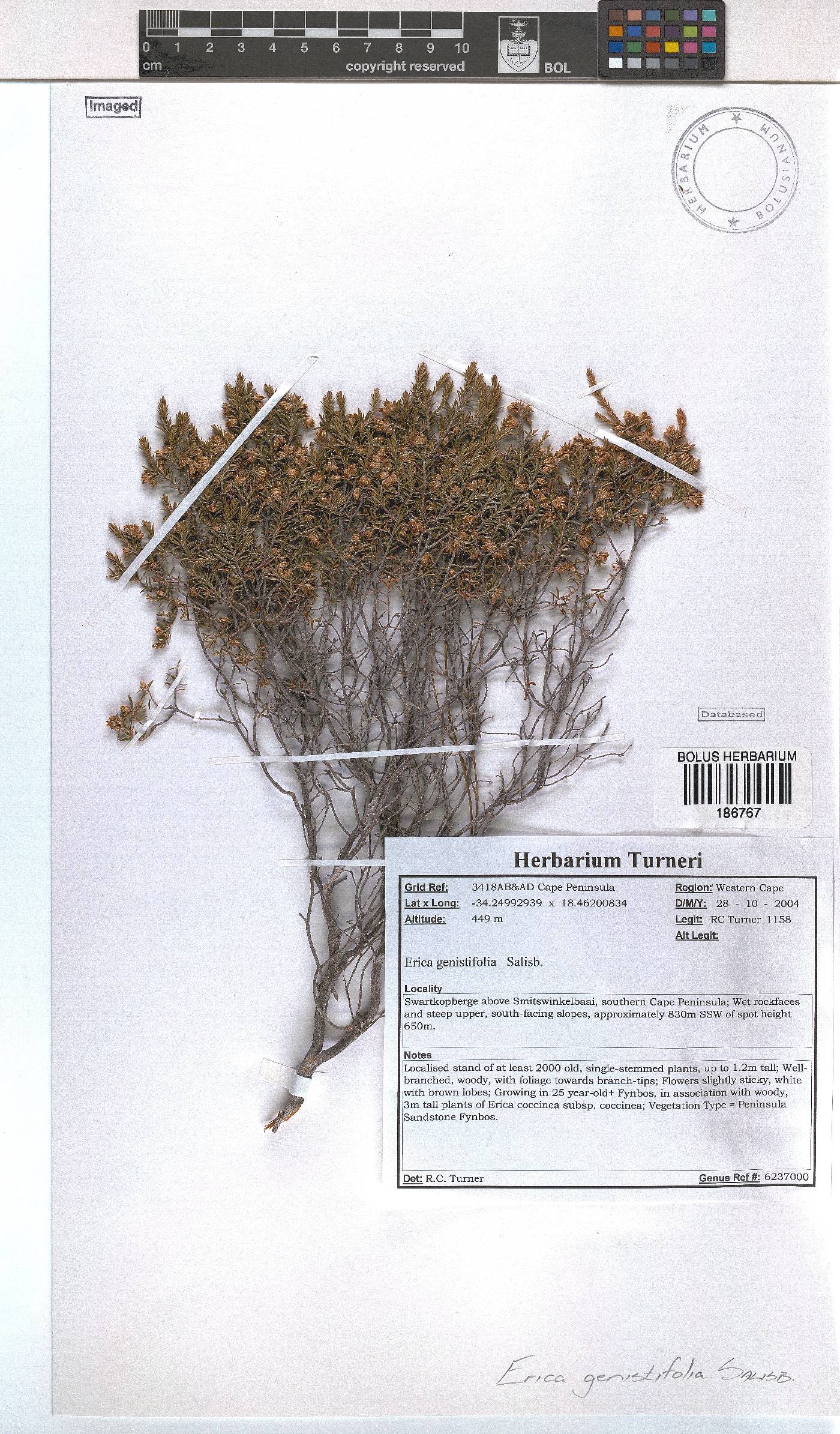 Erica genistifolia image