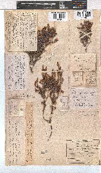 Erica genistifolia image