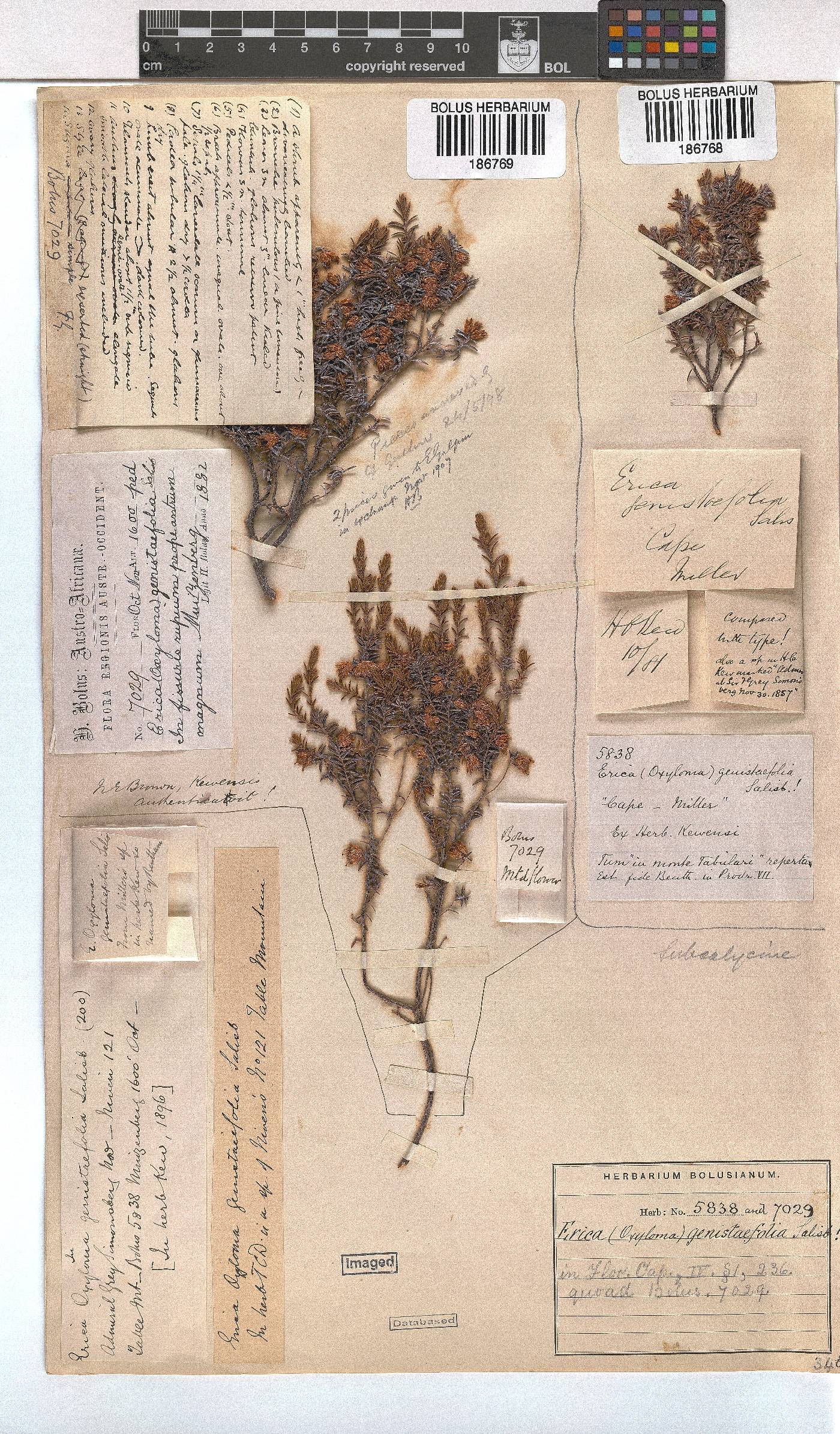 Erica genistifolia image