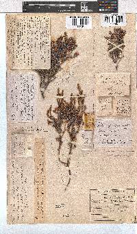 Erica genistifolia image