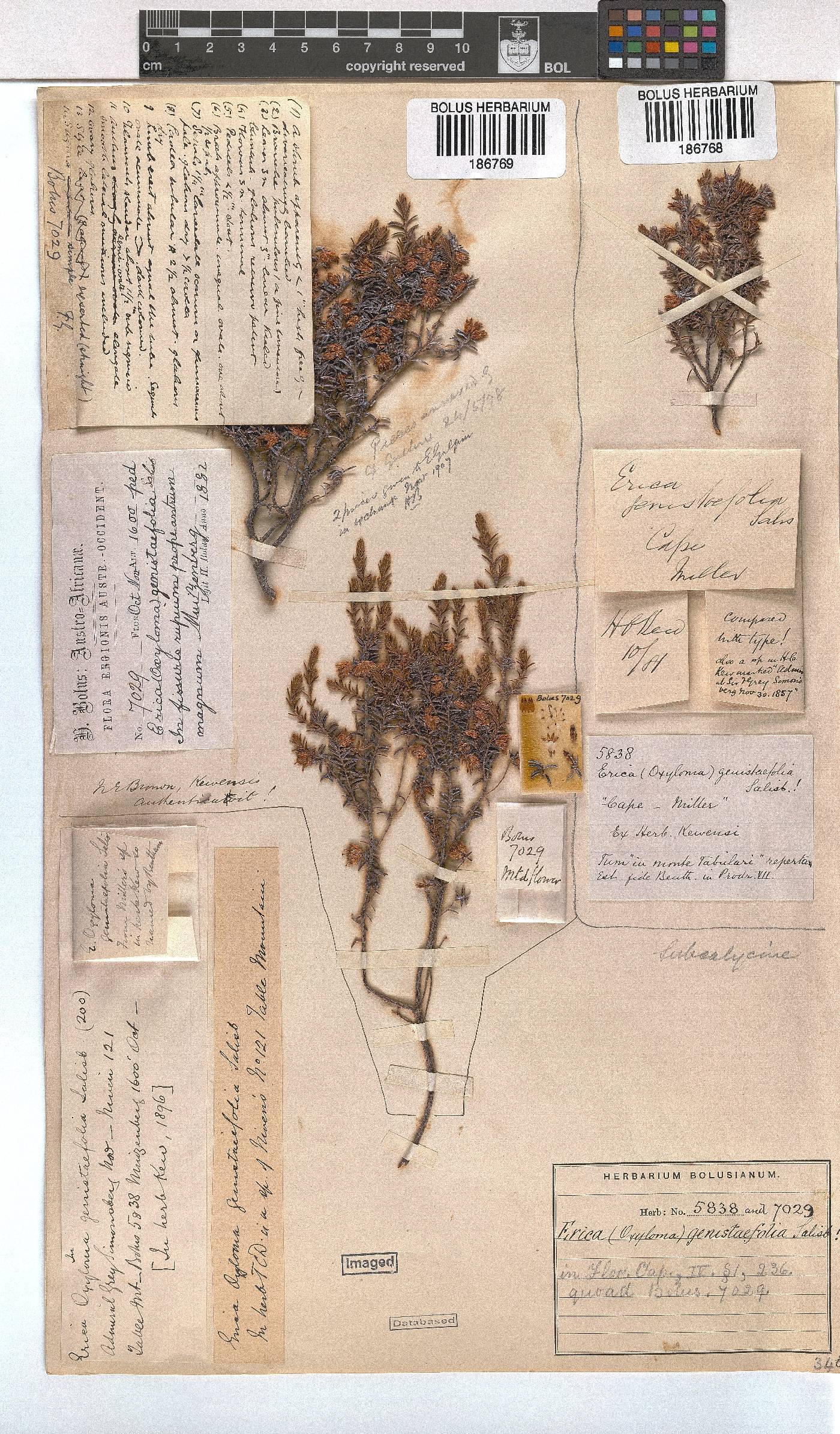 Erica genistifolia image