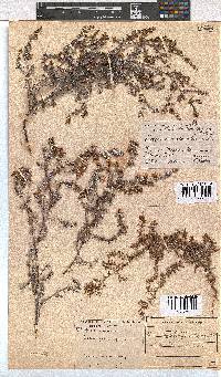 Erica genistifolia image