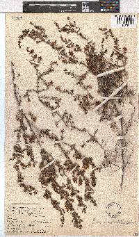 Erica genistifolia image