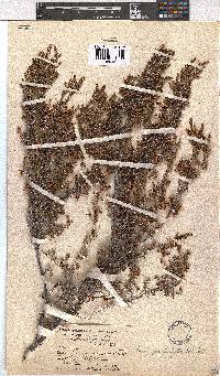 Erica genistifolia image