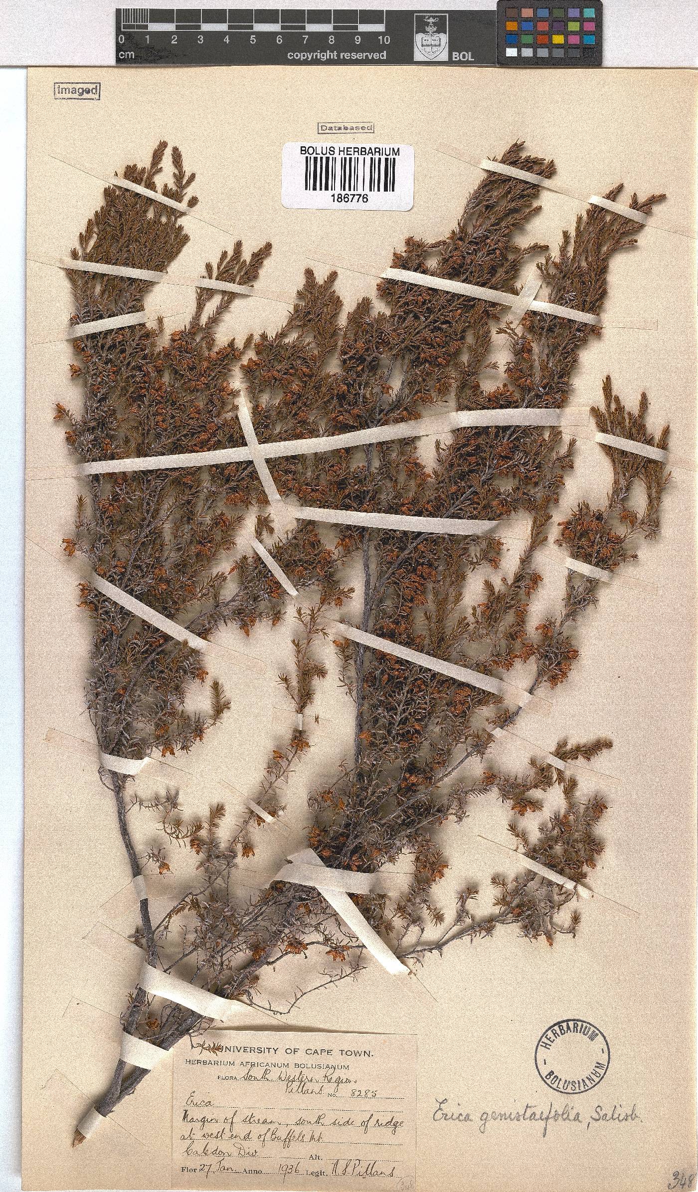 Erica genistifolia image