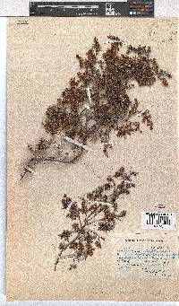 Erica genistifolia image