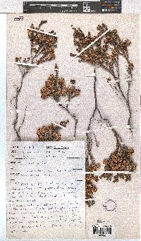 Erica cumuliflora image