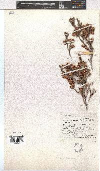 Erica cumuliflora image