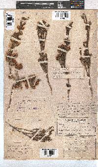 Erica cumuliflora image