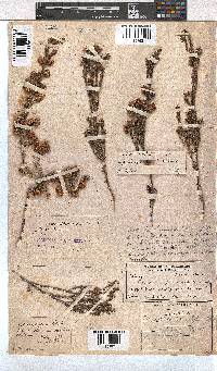 Erica cumuliflora image